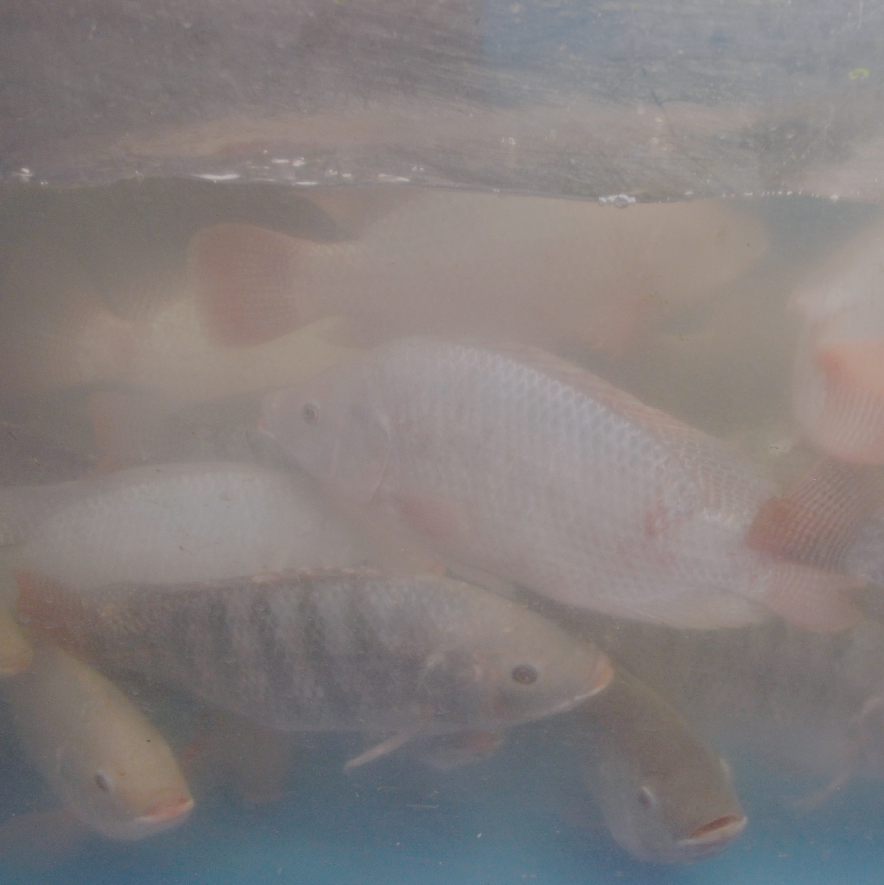 Fish moving through softly colored water