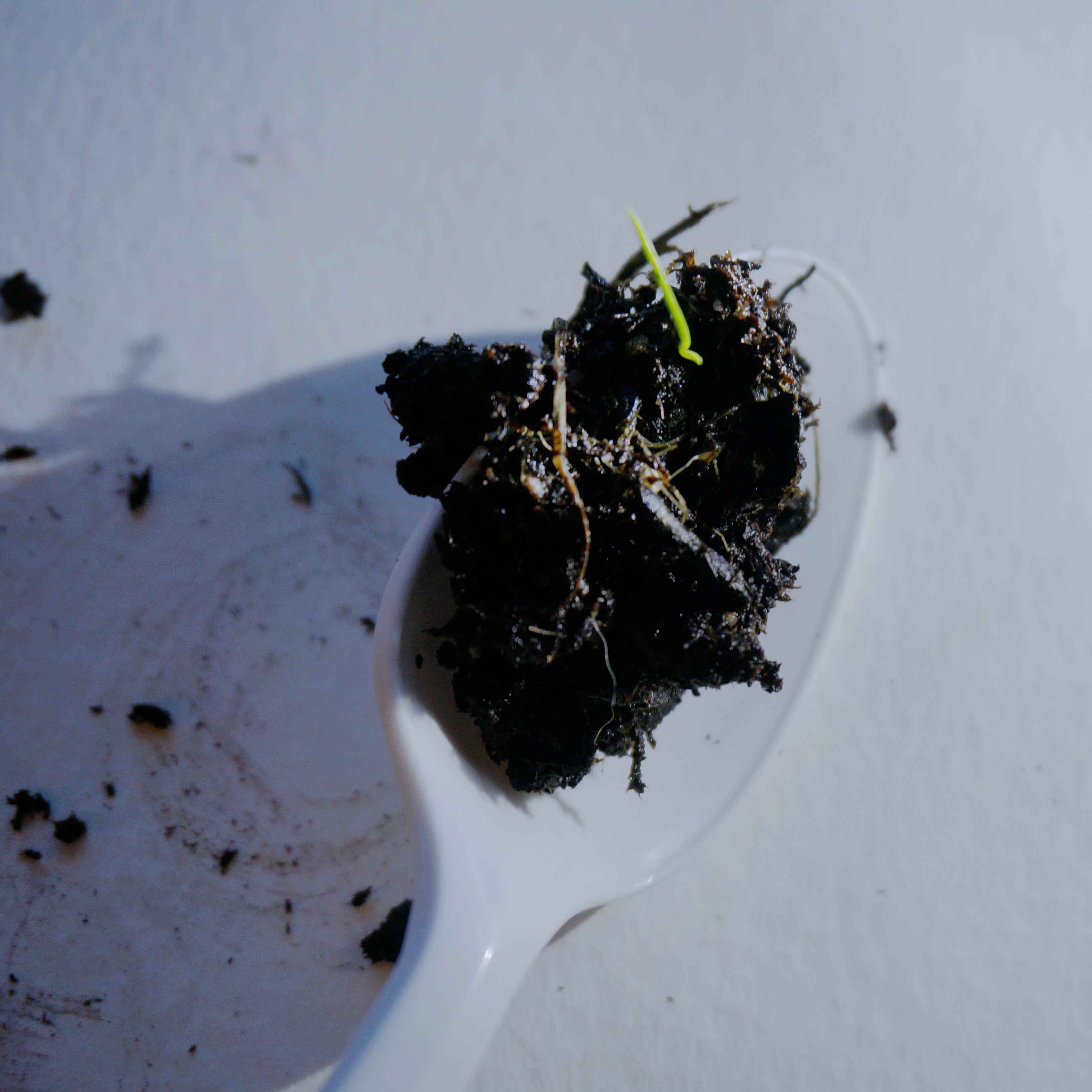 A small plant and soil arranged in strong light