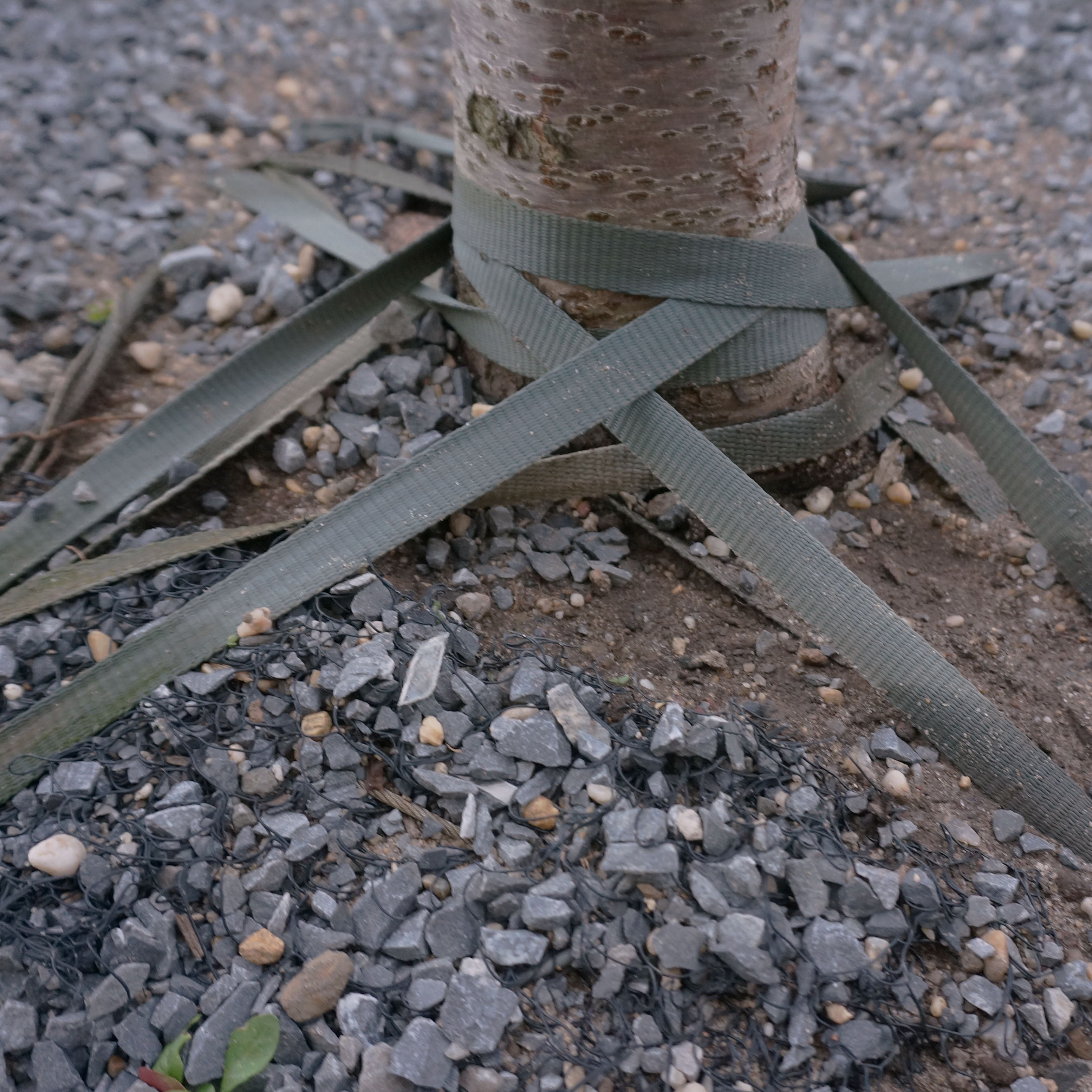 A young tree secured to the earth with crossing straps