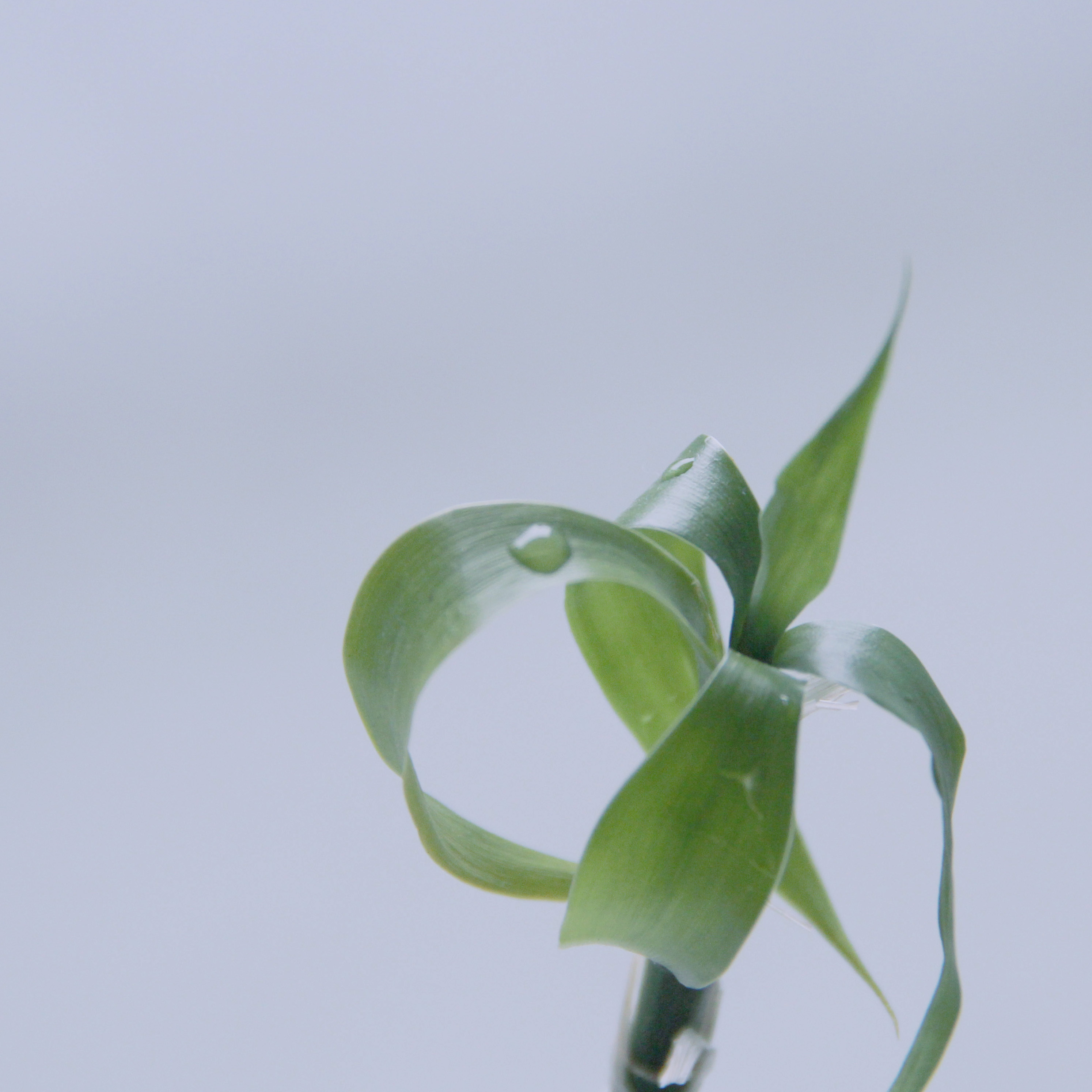 A curled green plant with a bead of water