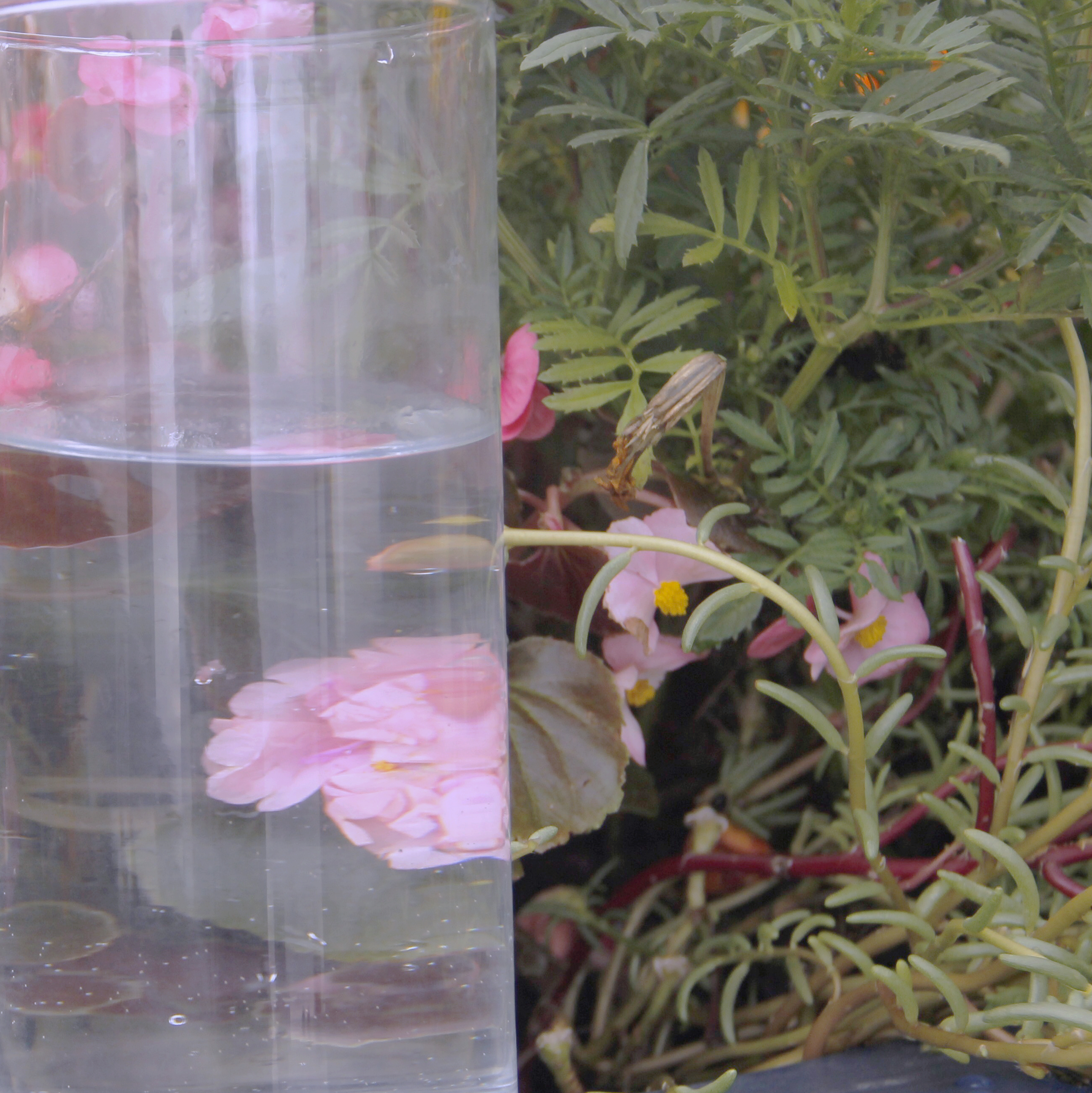 Pink flowers seen through a transparent water vessel